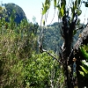 Plants: image 54 Of 208 Thumb